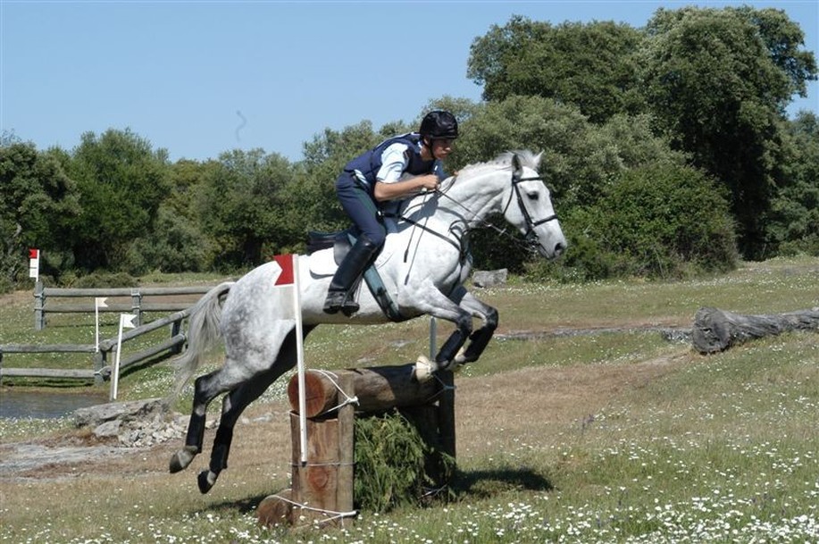 cavalo pulando, pulando, equestre, cavalo, concorrência, equitação